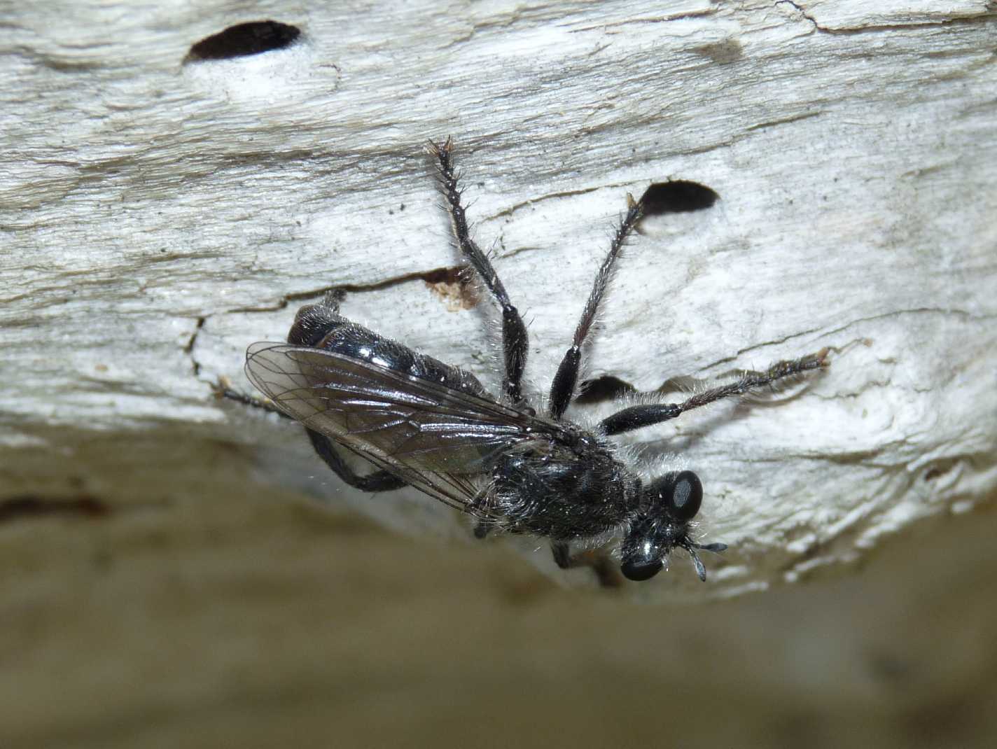 Asilidae da determinare (Laphria sp?)